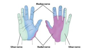 ANATOMY OF HAND and the basics in play surgery | PPTX