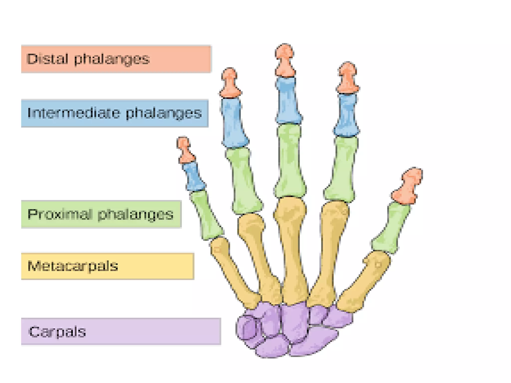 Anatomy of hand and wrist.ppt