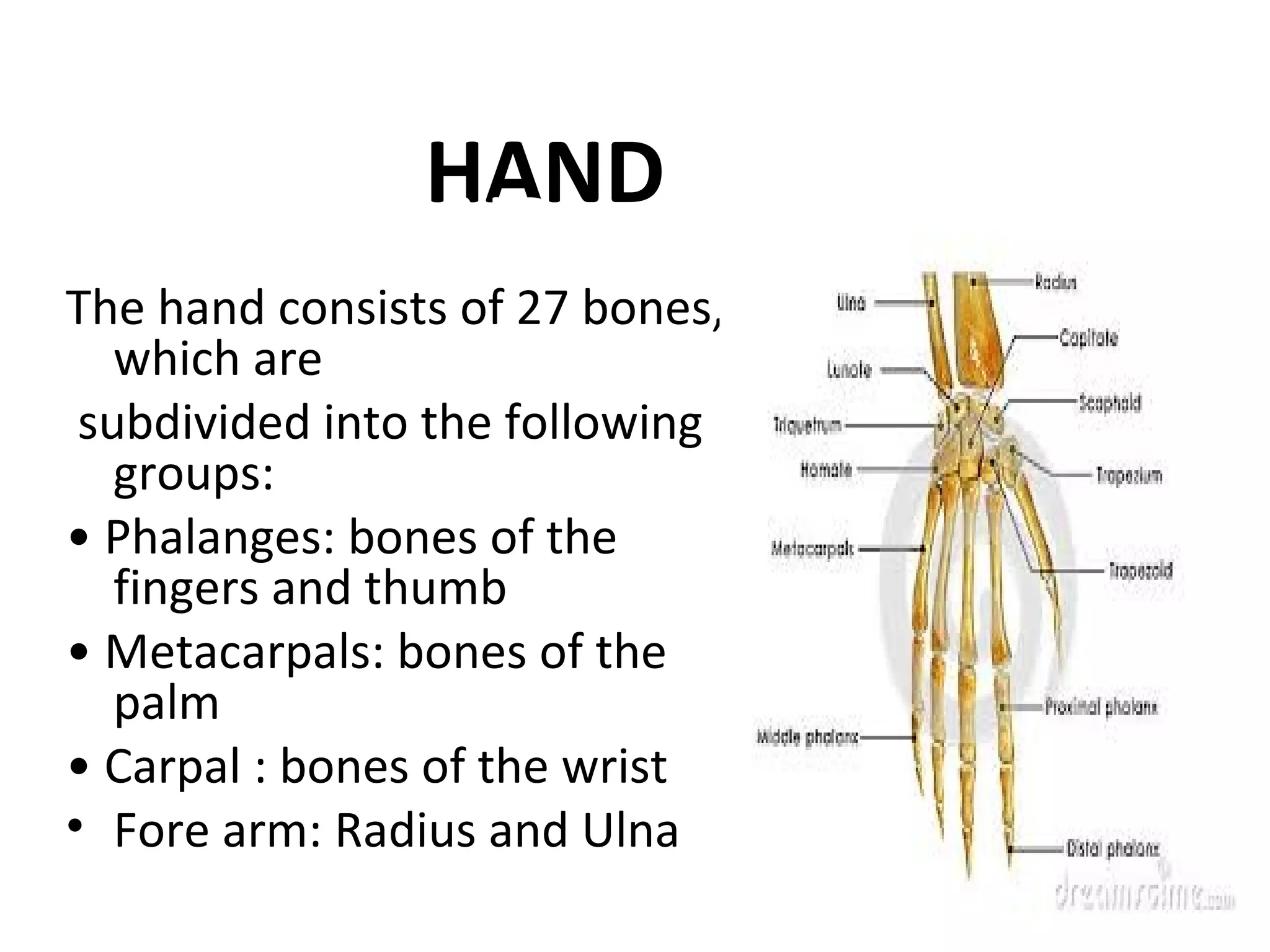 Anatomy of hand and wrist.ppt