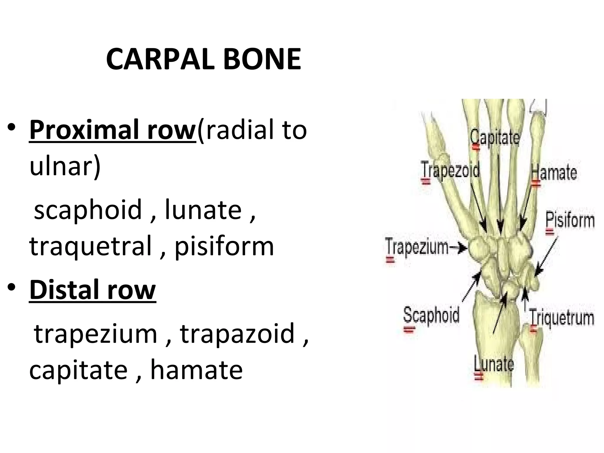 Anatomy of hand and wrist.ppt