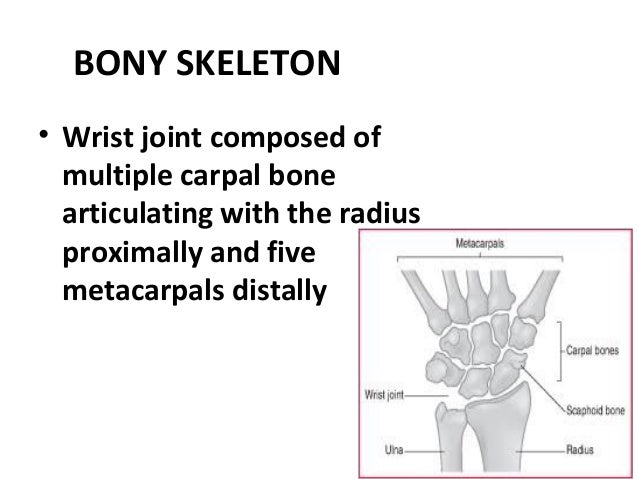 Anatomy Of Hand Ppt