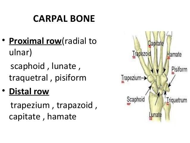Cardinal Line Hand Anatomy Of Hand Ppt PPT Wrist And Hand PowerPoint Presentation, Free