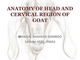 ANATOMY OF HEAD AND
CERVICAL REGION OF
GOAT
BY:FAISAL SHAHZAD SOMROO
14-Arid-2022 PMAS
 