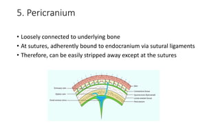 anatomy of scalp, temple and face - Copy.pptx