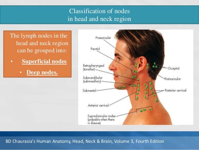 Head Neck Lymph Nodes