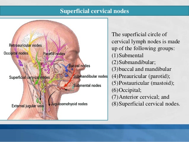 BD Chaurasia Human Anatomy Volume 3 pdf Download Review