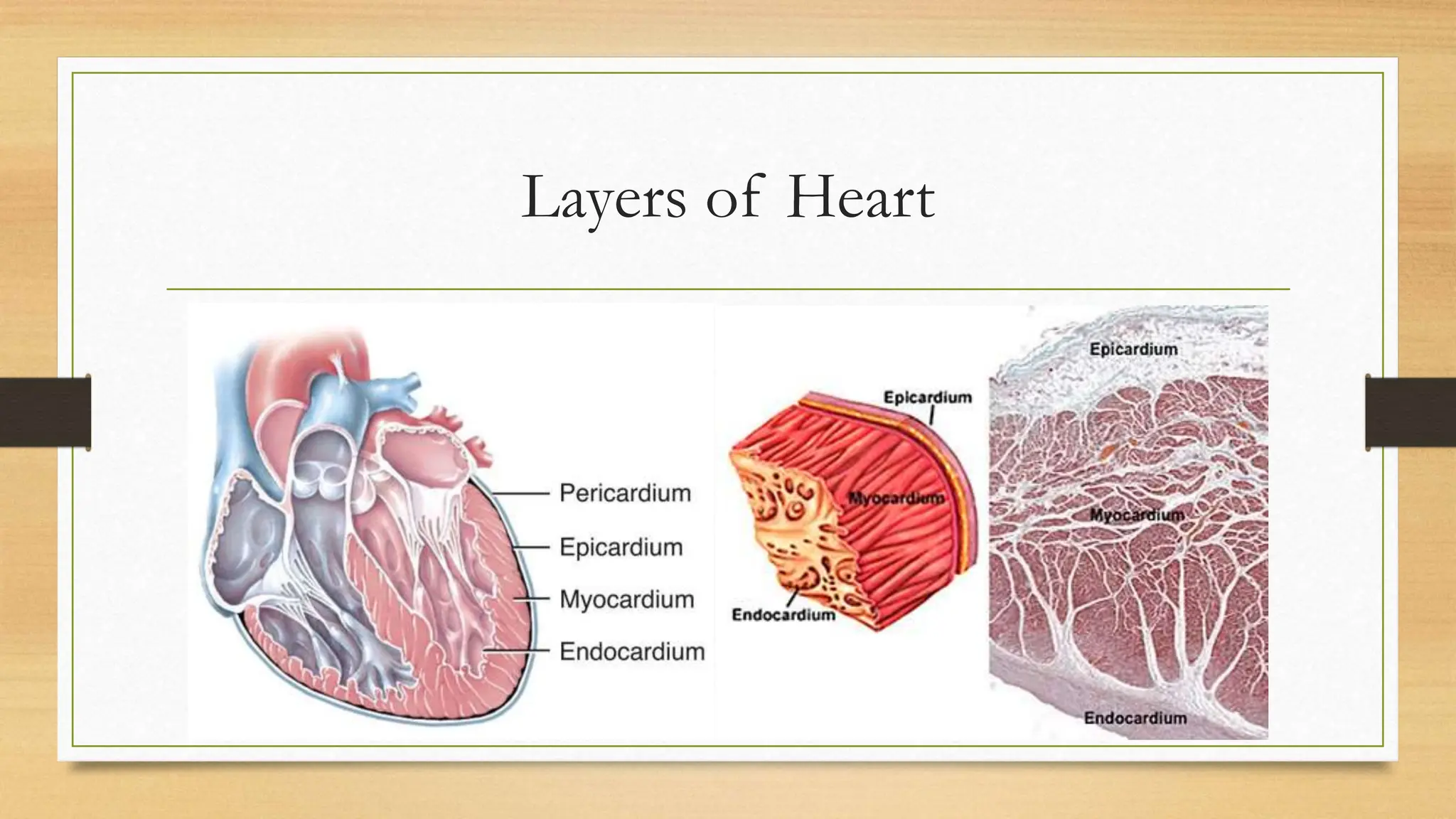Anatomy of Heart- Internal structures pt | PPTX