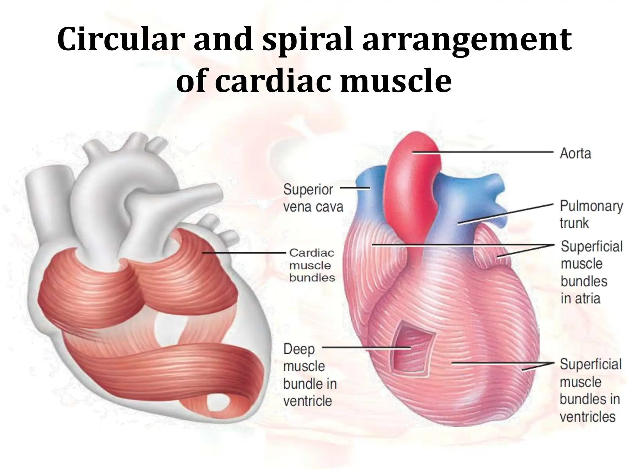 Heart Involuntary anatomy and physiology of heart..ppt.... | PPSX