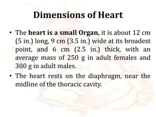 Organ Dimensions anatomyofheart-160826060632 2.pdf