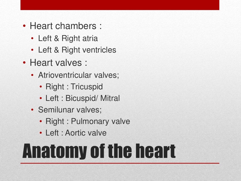 Anatomy of heart