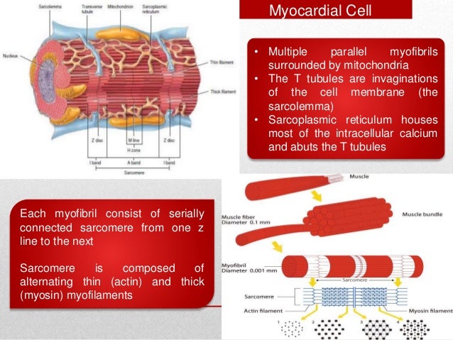 Anatomy of heart