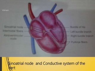 Anatomy of heart | PPTX