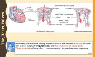 CARDIOVASCULAR SYSTEM AND BLOOD PRESSURE.pptx