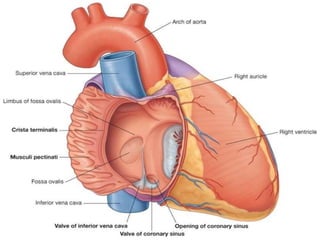 Comprehensive Anatomy and Physiology of the Human Heart | PDF