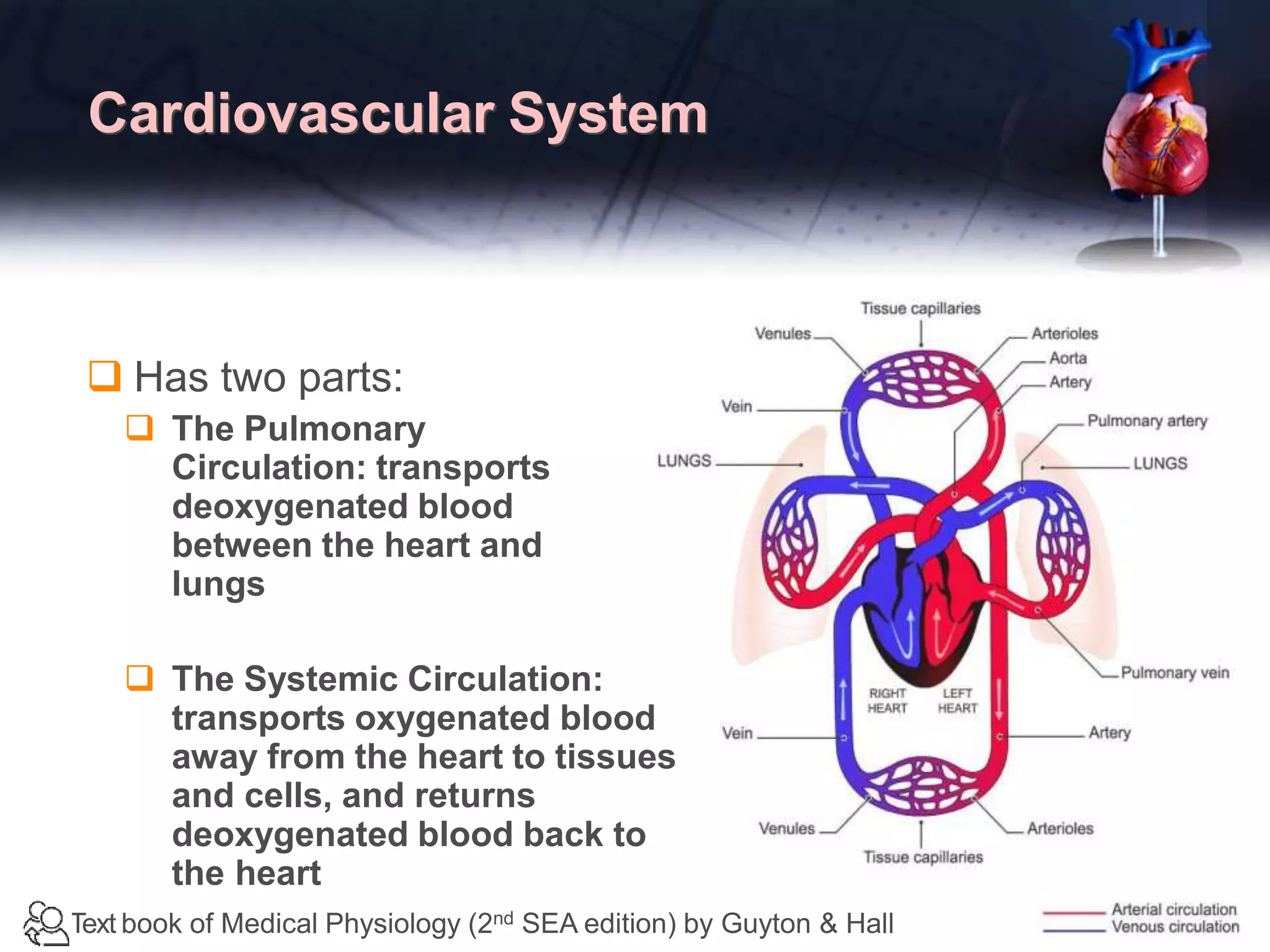 Anatomy of heart and physiology of cardiac cycle by simhahchalam | PPTX