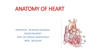 ANATOMY OF HEART
PRESENTER : DR RAJESH MUNIGIAL
SENIOR RESIDENT
DEPT. OF CARDIAC ANAESTHESIA
JNMC, BELGAUM
 