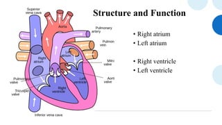 Anatomy of heart ,it's components and circulation | PPTX