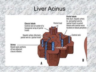 anatomy of hepatobiliary system.pptx