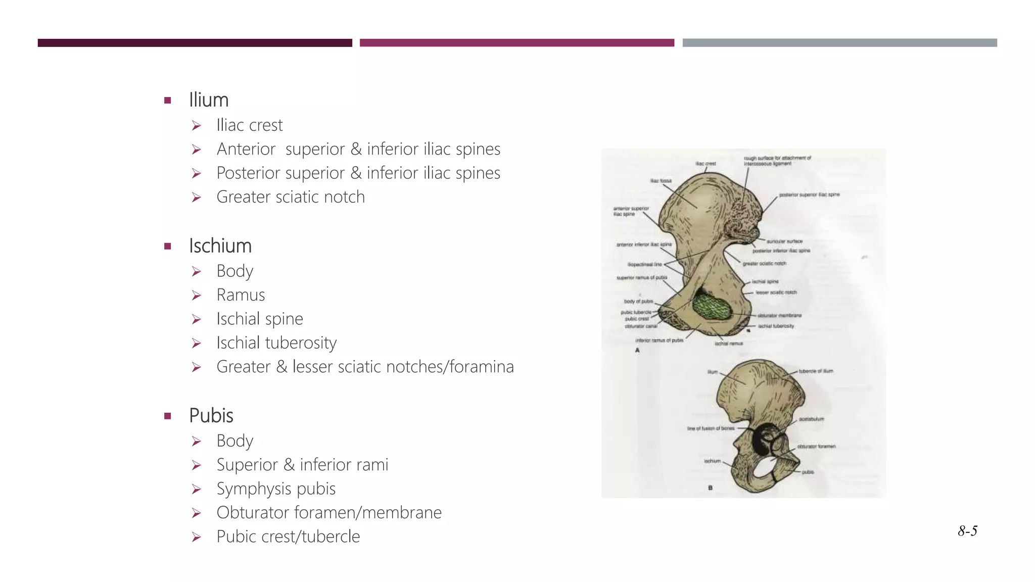 Anatomy of hip and lower limb bones | PPTX
