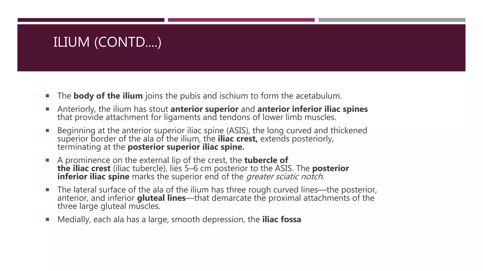Anatomy of hip and lower limb bones | PPTX