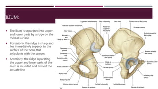 Anatomy of hip and lower limb bones
