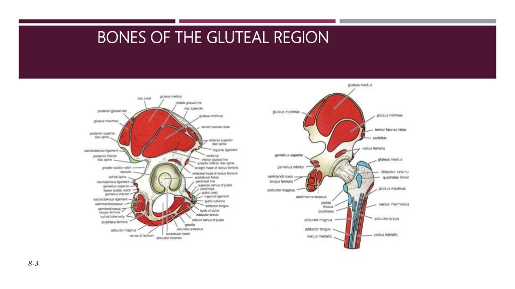 Anatomy of hip and lower limb bones