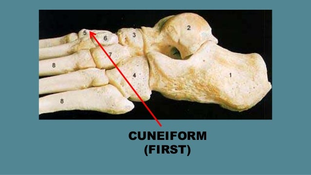 Anatomy of hip and lower limb bones