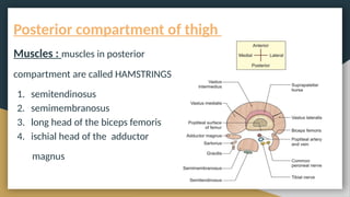 comprehensive-anatomy-and-function-of-the-hip-and-thigh-pptx