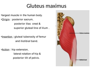 Ilium Rotation titled as ANATOMY OF HIP JOINT.pptx