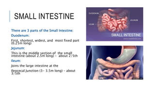 Small Intestine Use Anatomy of Human Digestive System (1).pptx