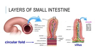 Normal Intestine Anatomy of Human Digestive System (1).pptx