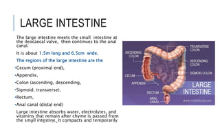 Anatomy of Human Digestive System (1).pptx
