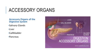 Anatomy of Human Digestive System (1).pptx