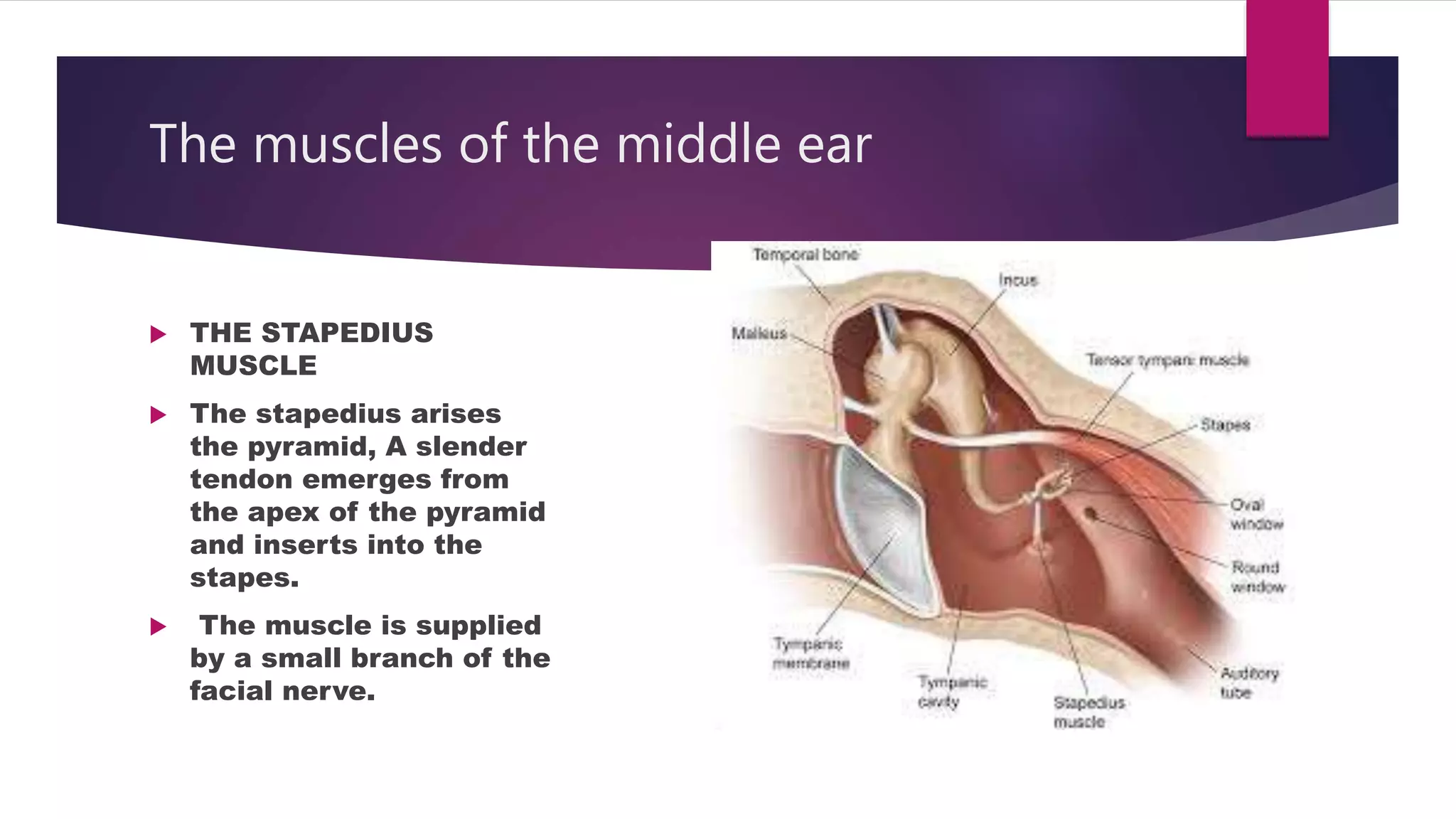 Stapedius In Ear Anatomy of human ear | PPTX