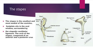 Anatomy of human ear | PPTX