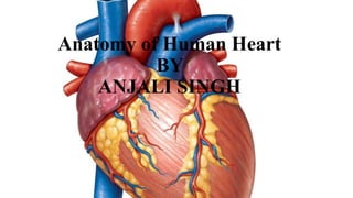 Anatomy of Human Heart
BY
ANJALI SINGH
 