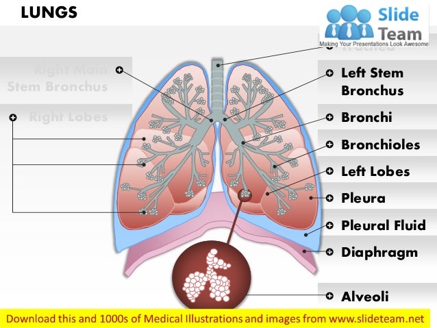 Anatomy of human lungs medical images for power point diagram of cat trachea 