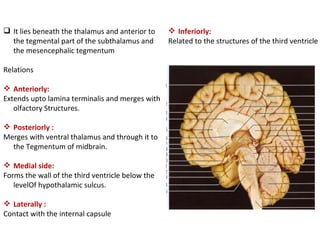Hypothalamic Sulcus
