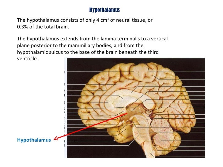 Anatomy of hypothalamus n limbic system