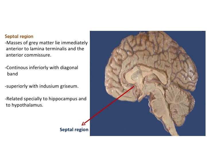 Anatomy of hypothalamus n limbic system