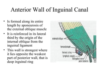 Inguinal Canal Anatomy Ppt