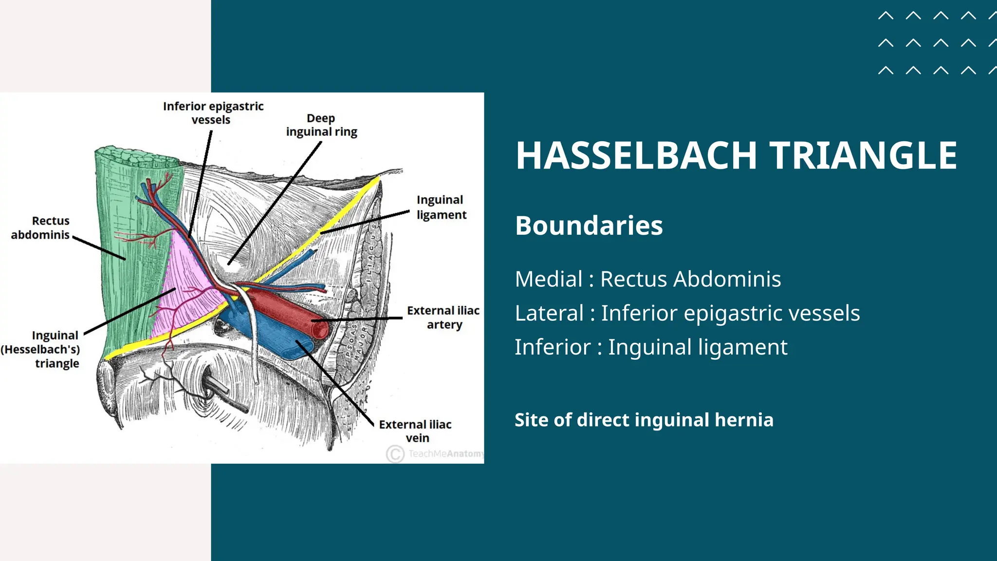 Introduction To Anatomy Of Inguinal Hernia PPTX Introduction To Anatomy Of Inguinal Hernia PPTX
