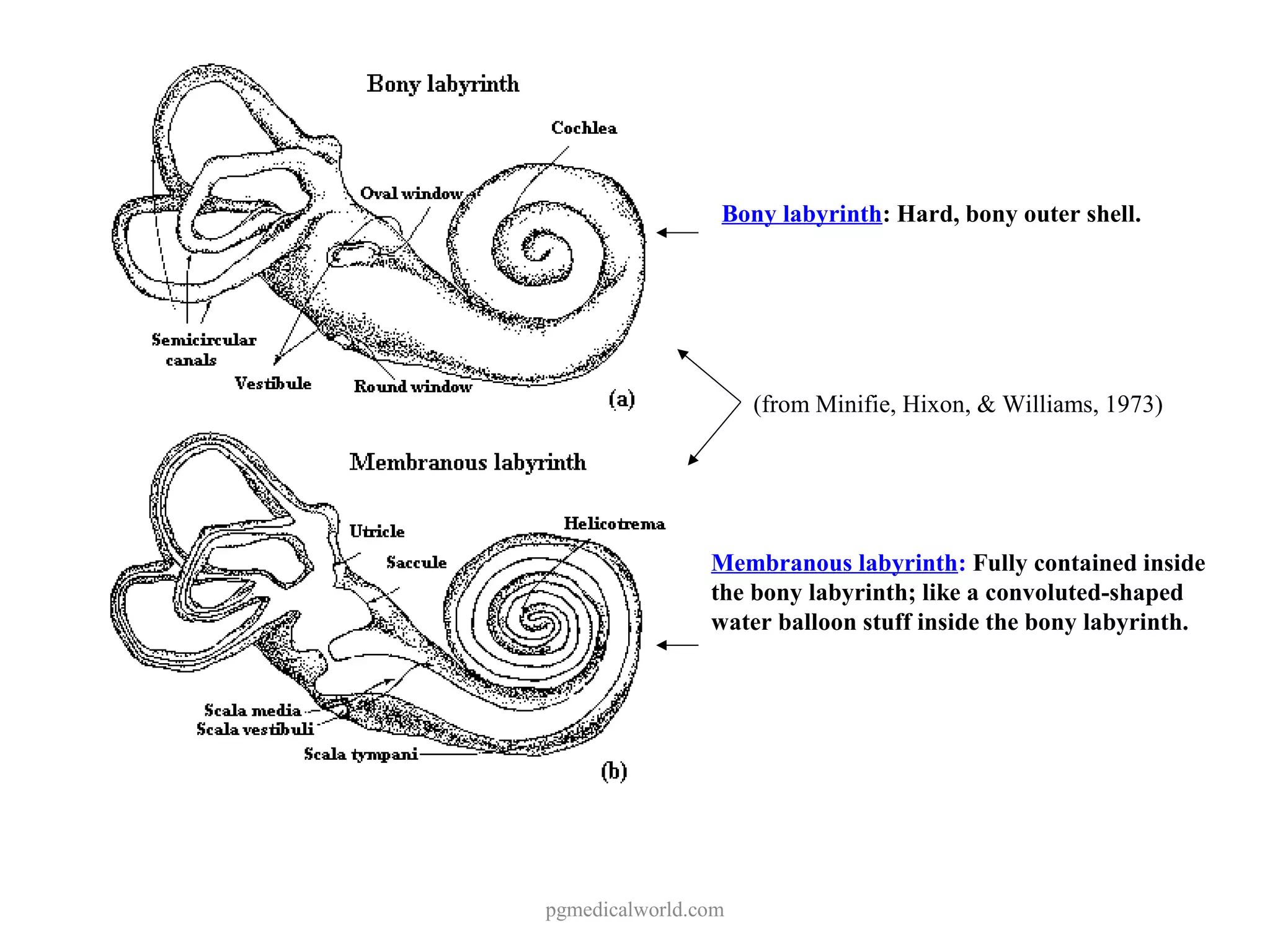 Anatomy of inner ear | PPT