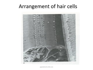 Sacculus Anatomy of inner ear | PPT