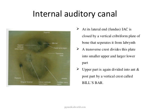 Anatomy of inner ear