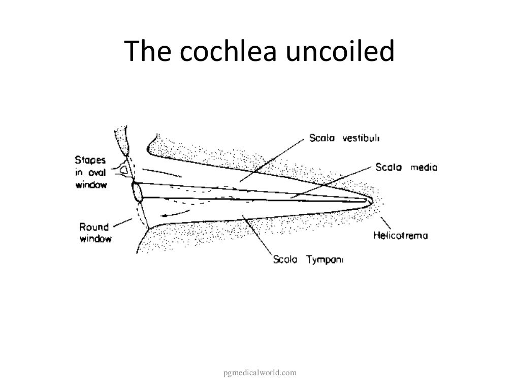 Anatomy of inner ear