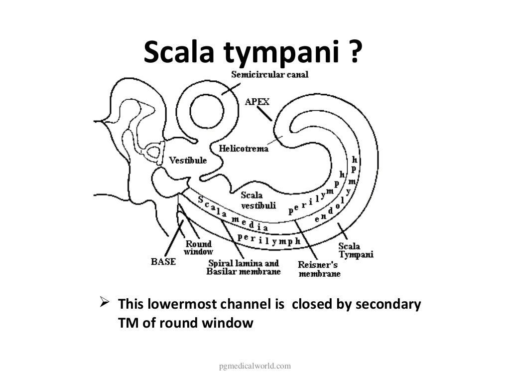 Anatomy of inner ear