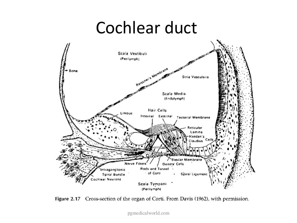 Anatomy of inner ear