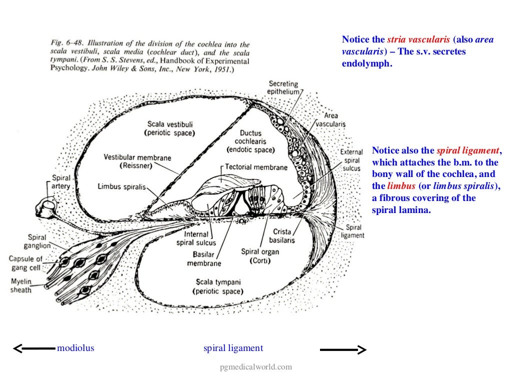 Anatomy of inner ear