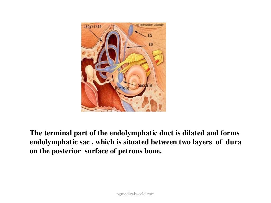 Anatomy of inner ear